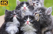 Kittens and Cats HD Wallpapers - New Tab small promo image