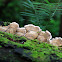 Turkey tail