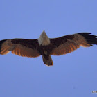 Brahminy Kite