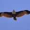 Brahminy Kite