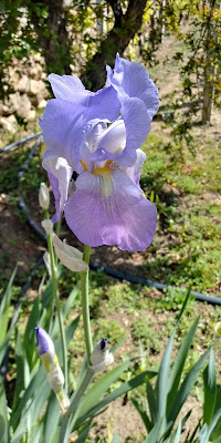 Purple Iris di Purpic