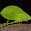 Leaf Mimic Katydid