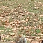 Eastern Grey Squirrel