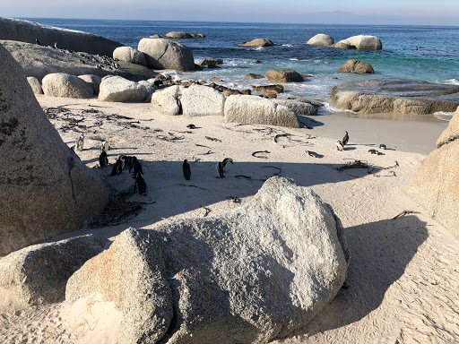 Penguins Cape Town South Africa 2018