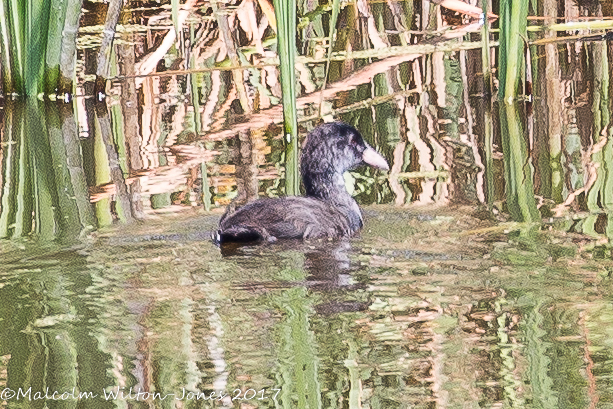 Coot; Focha Común