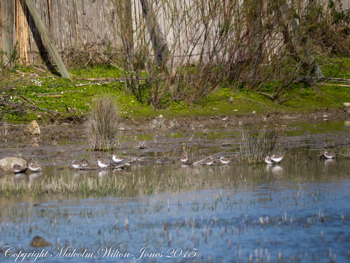 Kentish Plover; Chorlitejo Patinegro