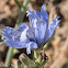 Blue Flower