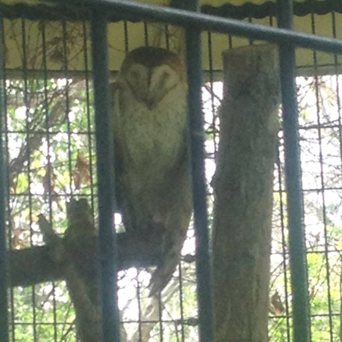 Barn owl