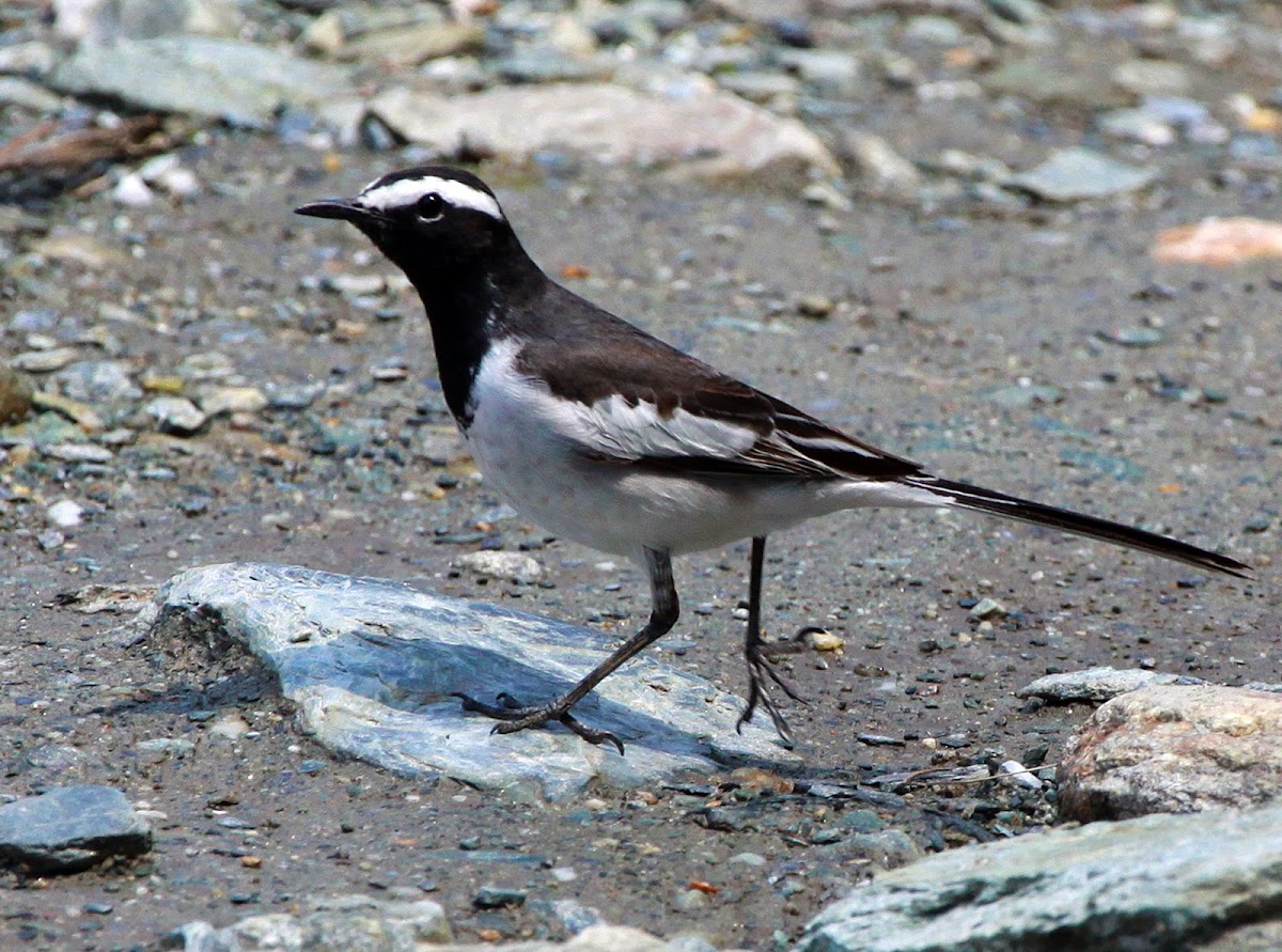 White-browed Wagtail