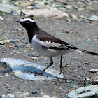 White-browed Wagtail