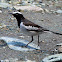 White-browed Wagtail