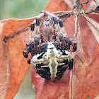 Redfemured spotted orbweaver