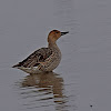 Northern Pintail