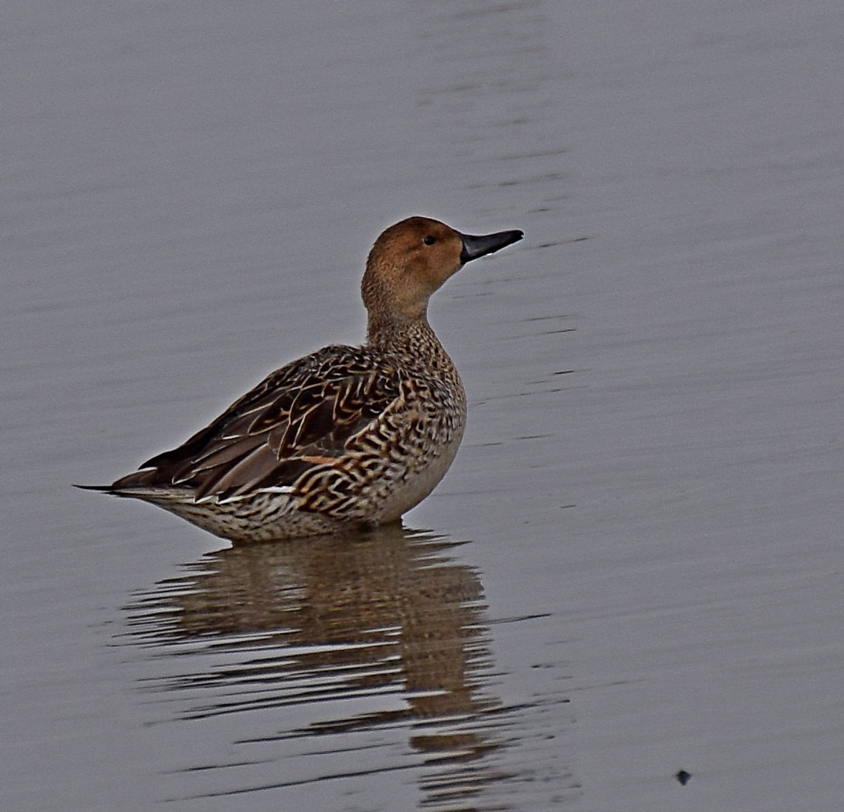 Northern Pintail