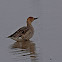 Northern Pintail