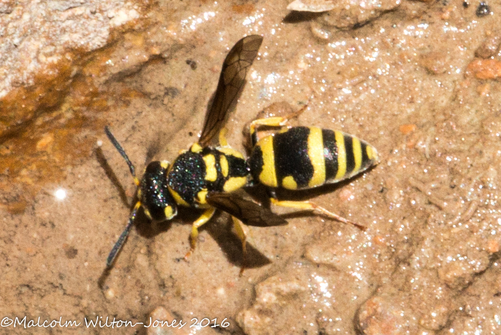 Wasp