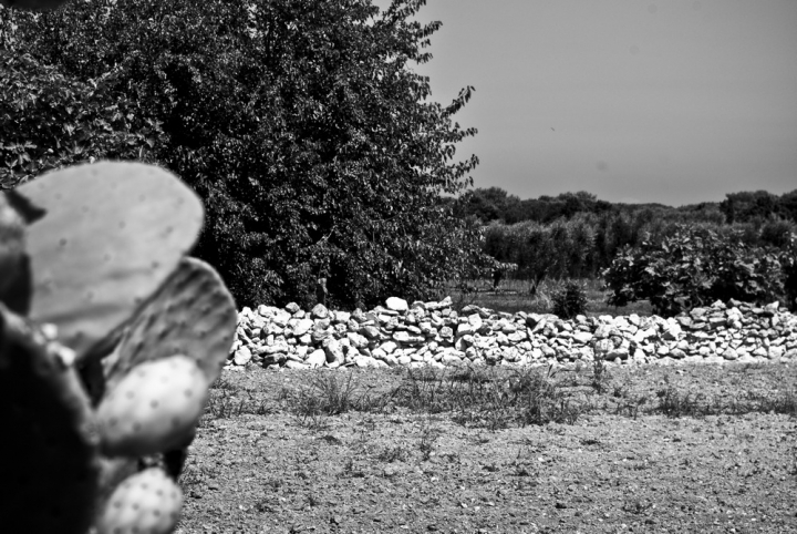 Campagna salentina di simotheperrons