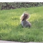 Grey squirrel