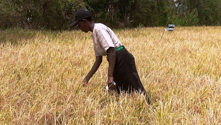 One of the farmers showcasing some of the matured hybrid rice varieties in her rice farm on Friday