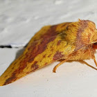 Pink-barred Sallow