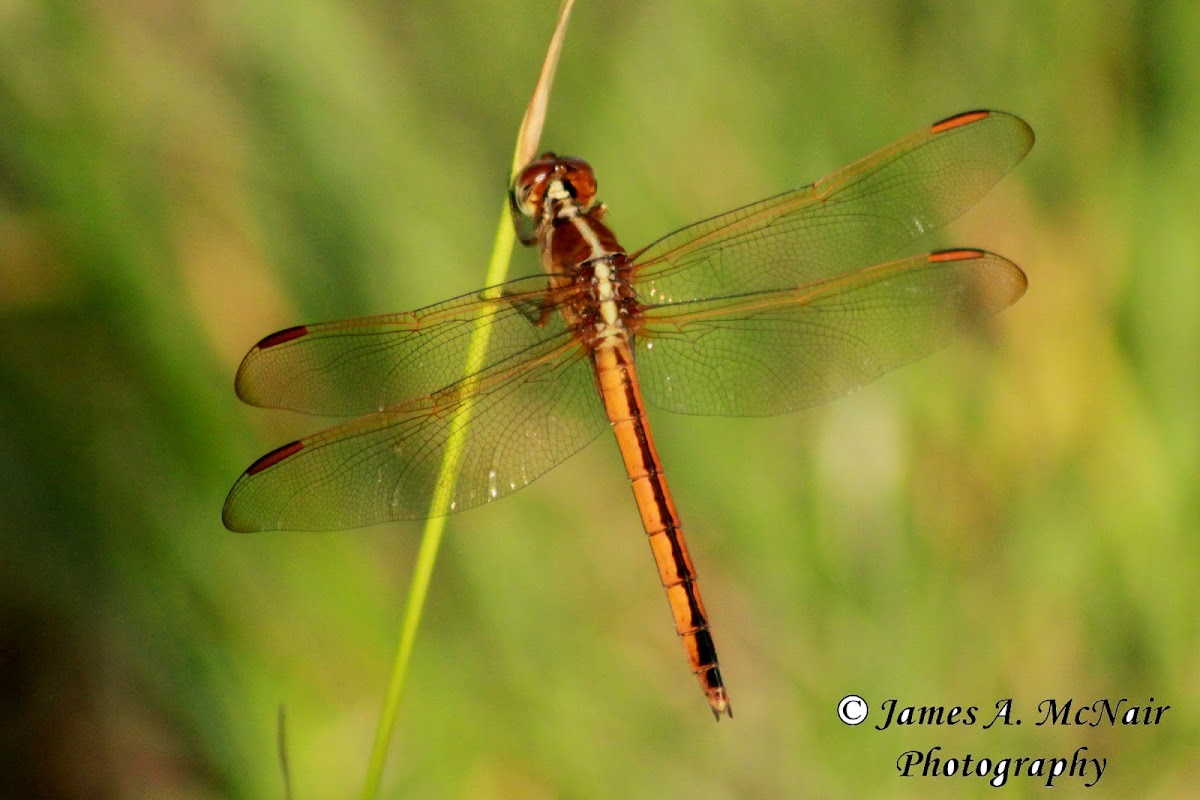 Needham's Skimmer Dragonfly