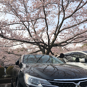マークX