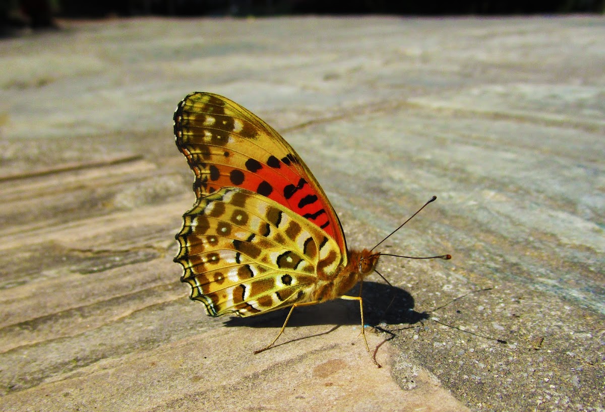 nepalese fritillary