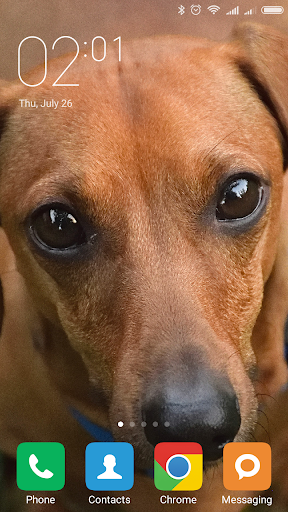 Dachshund Wallpapers