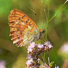 Marbled Fritillary