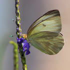 Great Southern White Butterfly