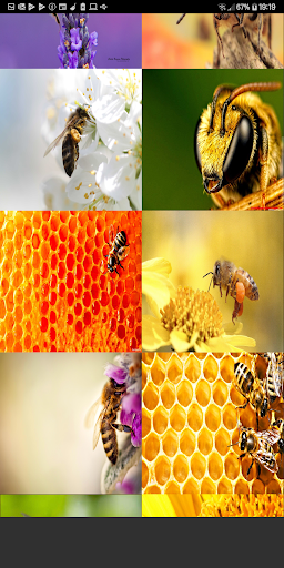 Bee Wallpaper Offline Best Wallpapers