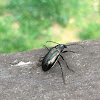 Ground Beetle