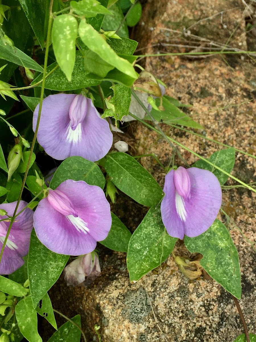 Spurred Butterfly Pea