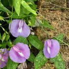 Spurred Butterfly Pea