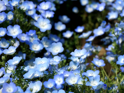 [新しいコレクション] 花の名前 青色 345187-花の名前 青色