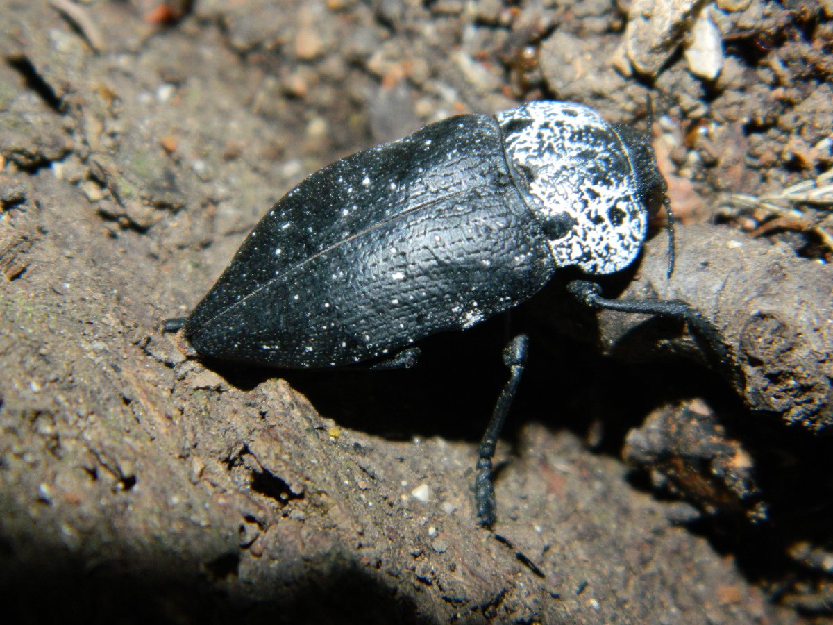 Flatheaded Woodborer