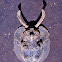 Darkling Beetle