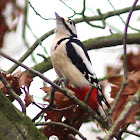 Great spotted woodpecker / Grote Bonte Specht