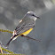 Tropical Kingbird