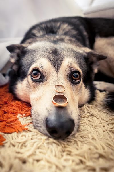 Bröllopsfotograf Sergey Myakishev (frodobag). Foto av 11 augusti 2016