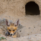 Arabian red fox (baby).