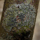 Script Lichen