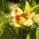 Milkweed bugs