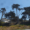 Monterey Pine