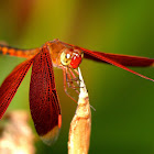 fulvous forest skimmer