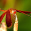 fulvous forest skimmer