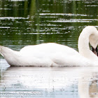 Mute Swan