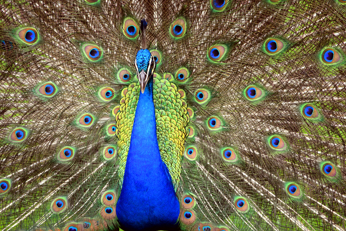 Indian peafowl