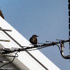 Starling