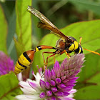 Potter wasp